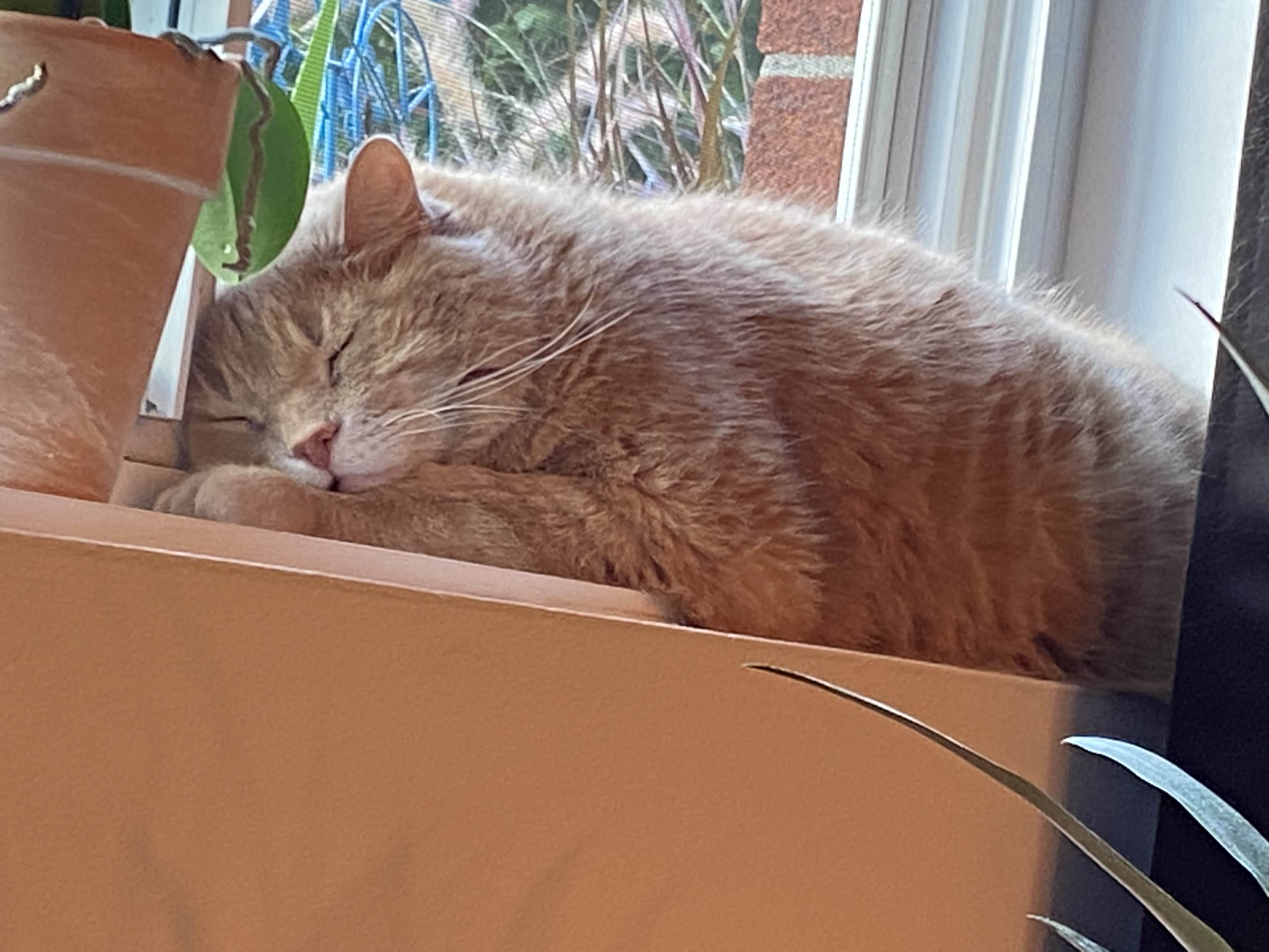 image de mon chat